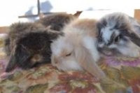 Królik karzełek teddy lub lewek 